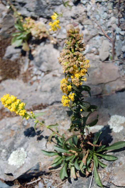 Solidago randii, commonly known as Rand's Goldenrod, an endemic rock outcrop species at Little Stoney Man. Shenandoah National Park, VA.