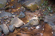 Shallow creek in Shenandoah National Park, VA.