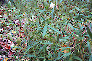 Japanese stiltgrass (Microstegium vimineum) is an invasive species at Shenandoah National Park. Shenandoah National Park, VA.