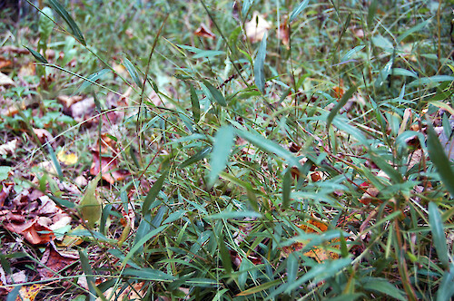 Japanese stiltgrass (Microstegium vimineum) is an invasive species at Shenandoah National Park. Shenandoah National Park, VA.