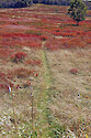 Big Meadows in Shenandoah National Park, VA.
