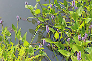 This emergent aquatic, with its leaves and flowers above water and portions of the stem under water, is found typically in shallow, quiet water. The seeds can be eaten like nuts and the young leaf-stalks cooked as greens. Deer also feed on these plants. The common name suggests that this plant, as well as the fish known as pickerel, occupy the same habitat.