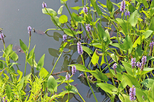 This emergent aquatic, with its leaves and flowers above water and portions of the stem under water, is found typically in shallow, quiet water. The seeds can be eaten like nuts and the young leaf-stalks cooked as greens. Deer also feed on these plants. The common name suggests that this plant, as well as the fish known as pickerel, occupy the same habitat.