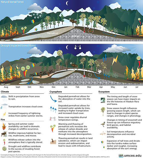 Conceptual diagram illustrating the changes to the Alaska boreal forest due to climate change and ecological drought.