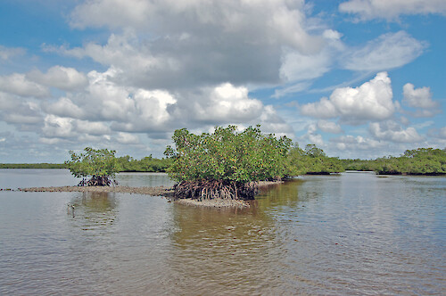 Mangroves and oyster reefs at Pumpkin Bay in the Ten Thousand Islands, Florida.