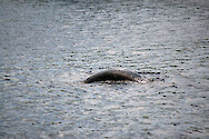 Manatee in Port of the Islands, Florida.