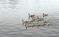Adult geese and juvenile goslings paddle around a river cove off Lake Michigan.