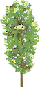 Illustration of an Ontario Balsam Poplar.