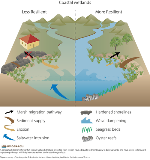 Coastal wetlands that are protected from erosion have an adequate sediment supply to build upwards, and will likely be more resilient to the effects of climate change.