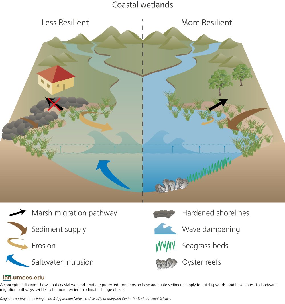 Coastal Wetlands Resilience to Climate Change Comparison | Media