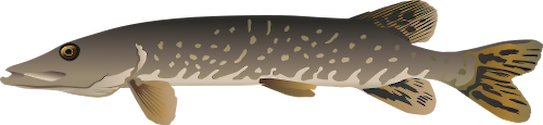 Illustration of Esox lucius (Northern Pike)

