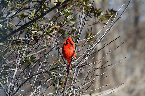 A Maryland native shrub, the surrounding winter foliage of this Northern bayberry (Myrica pensylvanica) shrub provided a male Northern cardinal (Cardinalis cardinalis) with a protected perch.