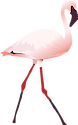 Illustration of an adult lesser flamingo walking