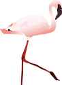 Illustration of an adult lesser flamingo standing