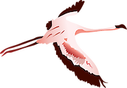 Illustration of an adult lessor flamingo flying