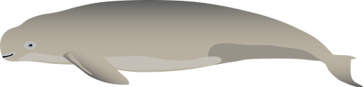 Illustration of a finless porpoise (Neophocaena phocaenoides)