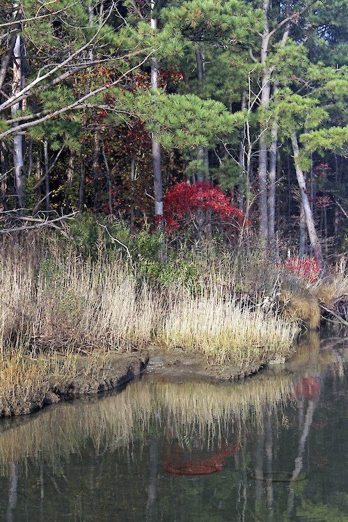 Woods along the shoreline of Chesapeake Bay. 