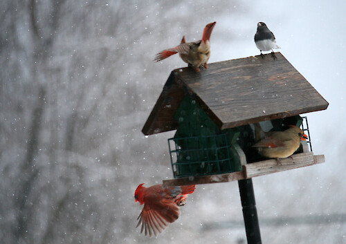 Snowfall and the tilt of this bird feeder full of sunflower seeds did not deter these birds. Northern cardinals (Cardinalis cardinalis) and dark-eyed junkos (Junco hyemalis) were the primary visitors. The male cardinal is bright red and the female is a soft green-gray with red accents. Both have red beaks. The male junco found on the US East Coast has a pinkish beak and is slate gray on the top half of the body and soft white on the lower half. This photo was taken in February 2014 in Cambridge, MD USA.