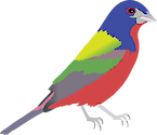 Side view of a Painted Bunting with the right wing, and part of the stomach visible.