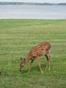 Fawn standing in the grass along the shoreline. 