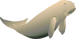 Illustration of dugong (Dugong dugon)