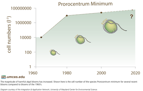 A graph depicts the trend of increasing prorocentrum minimum levels since 1970 in the Chesapeake Bay.