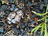 This killdeer nest of nothing more than a shallow depression in the gravel, was found a busy marina parking lot. The owners of the marina placed cinder blocks around the well-camouflaged nest to prevent cars from running over the eggs. The killdeer mother was standing nearby when this photo was taken.
This photo was taken in Easton, MD on May 22, 2014.