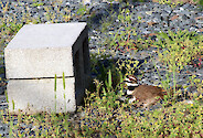 Found on golf courses or vacant gravell parking lots, this noisy plover is best known for its 