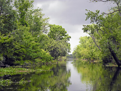 Manchac Swamp in Louisiana.