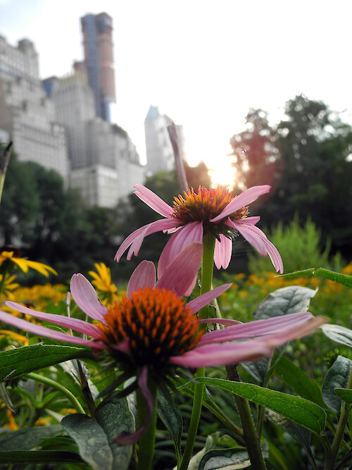 Coneflowers in Central Park with New York City skyline in the background.