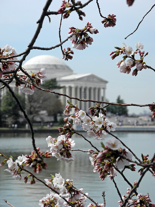Cherry blossoms with the Jefferson Memorial in the background in Washington, D.C.