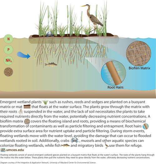 Emergent wetland species are planted in a buoyant matrix that floats at the water surface. The roots of these plants grow through the matrix and take up the nutrients they need to grow directly from the water, potentially decreasing nutrient concentrations. 