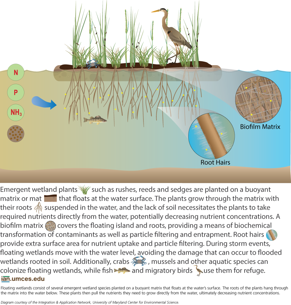 Floating Wetlands Structure and Impact | Media Library | Integration