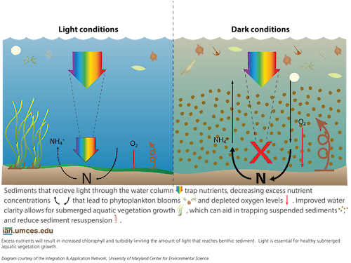 Excess nutrients will result in increased chlorophyll and turbidity, limiting the amount of light that reaches benthic sediment. Light is essential for healthy submerged aquatic vegetation growth.
