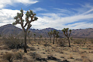 Joshua Trees (Yucca brevifolia), endemic to the Southwestern United States, near Hidden Valley in Joshua Tree National Park.