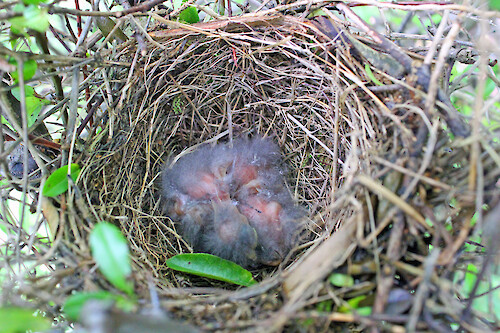Newborn mockingbird nest tucked deep into thorny pyracantha hedge.
