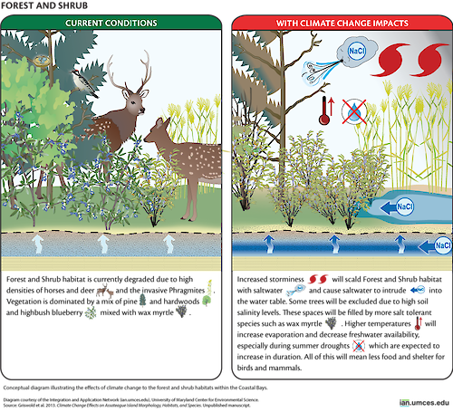 A diagram illustrates the current conditions of the forest and shrub ecosystem on Assateague Island and shows the impacts climate change will likely have on native species in this area.