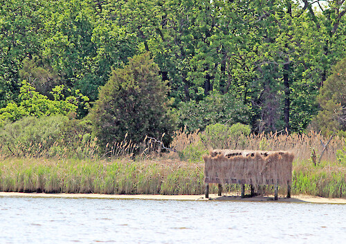 Goose and duck hunters build these blinds on the calm waterways of Chesapeake Bay tributaries.