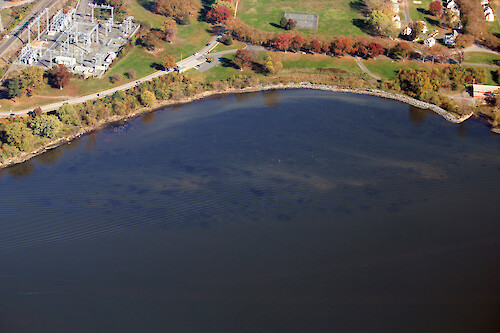 Conowingo Dam is the last Dam on the Susquehanna River before it empties into the Upper Chesapeake Bay. This is a series of photos taken on an overflight of the Dam and surrounding sites during mid-November, 2015. This photo is of SAV along the river bank about a half mile down-river from the dam. 