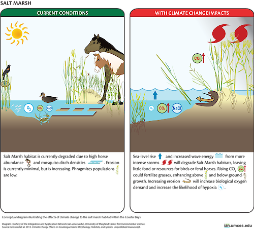 A conceptual diagram illustrates the current threats to native salt marsh species as well as the threats these species will face as their habitat is altered by climate change.