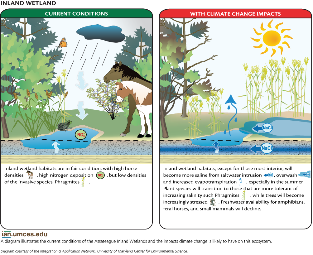 Climate Change Effects On Assateague Island's Inland Wetlands | Media ...