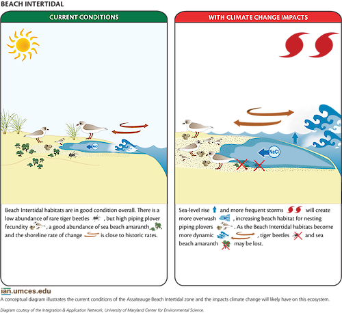 A diagram illustrates the current conditions of the intertidal beach ecosystem on Assateague Island and shows the impact climate change will have on this area.