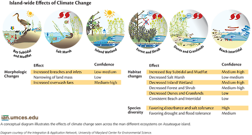 A diagram illustrates the impacts climate change will have on Assateague Island across several different ecosystems.
