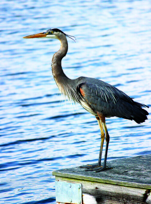 A blue heron waits on a Tred Avon River dockside at Easton Point, Easton, MD.
