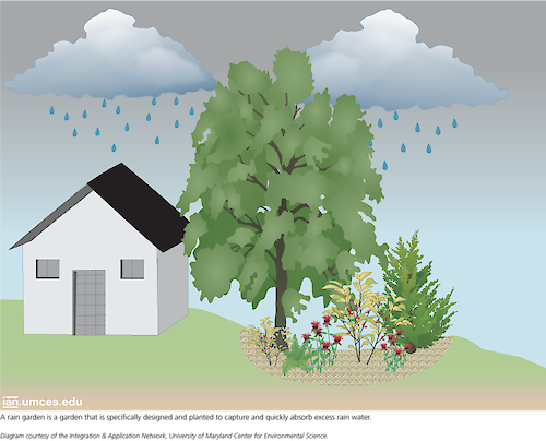 An image depicts a rain garden, which is a bed of vegetation planted for the specific purpose of retaining rainwater and limiting runoff.
