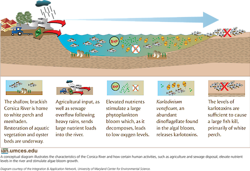 A conceptual diagram illustrates the factors that can stimulate the growth of harmful algal blooms in brackish rivers and how these blooms can negatively impact other species within the ecosystem.