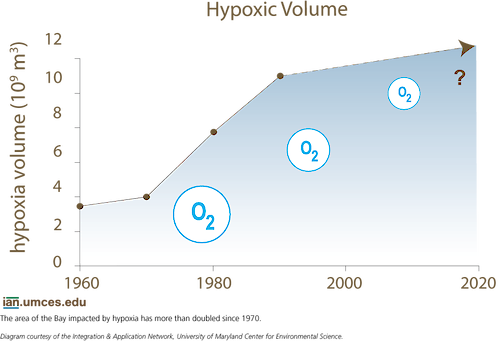 A graph depicts the increasingly high levels of hypoxia in the Chesapeake Bay since 1970.