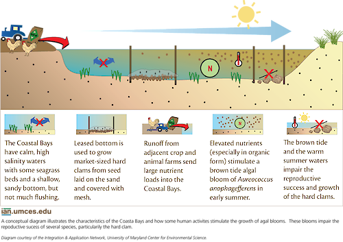 A conceptual diagram illustrates the factors that cause brown tide algae blooms to occur in high magnitudes and what impacts these blooms have on the rest of the ecosystem. 