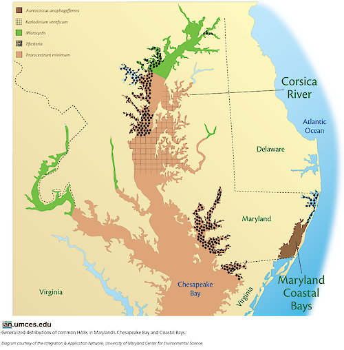 A map depicts the general distribution of several of Maryland's common harmful algal blooms, in the Chesapeake and Coastal Bays.