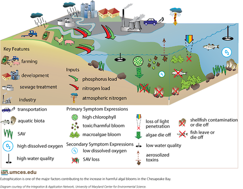A conceptual diagram illustrates the key features of the Chesapeake Bay watershed as well as the inputs that stimulate eutrophication and the symptoms of eutrophication. 